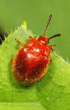 Image of Stenotarsus blatchleyi Walton 1928