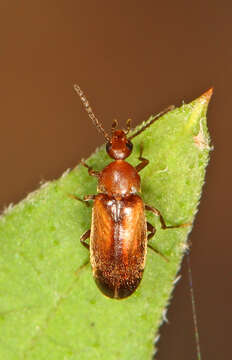 Image of Allopoda