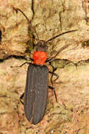 Image of Red-necked False Blister Beetle