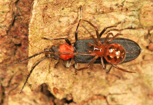 Image of Red-necked False Blister Beetle