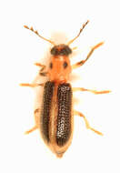 Image of Cregya oculata (Say 1835)