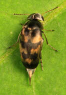 Image of Paramordellaria triloba (Say 1824)