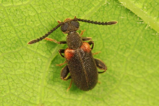 Image of Elonus basalis (Le Conte 1855)