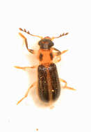 Image of Cregya oculata (Say 1835)