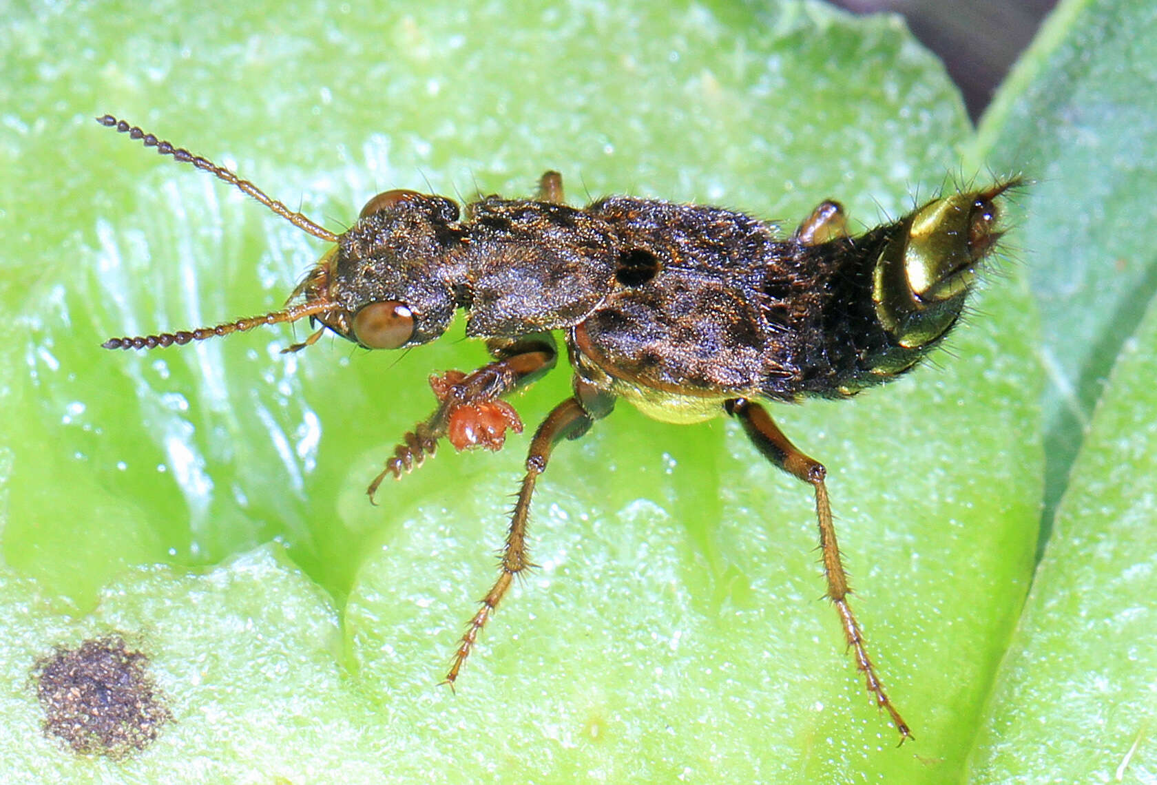 Image of Gold-and-brown Rove Beetle