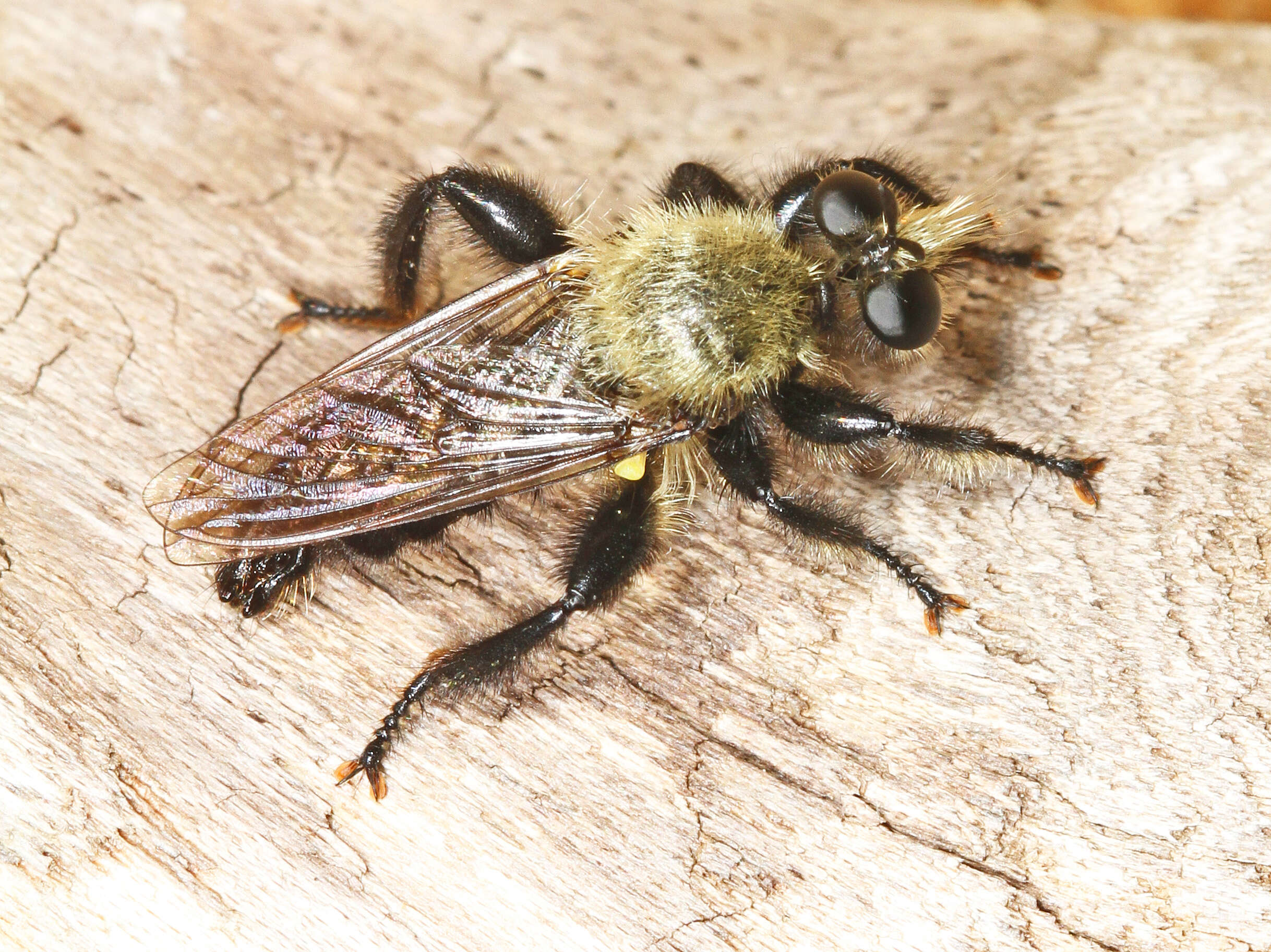 Image of Laphria flavicollis Say 1824