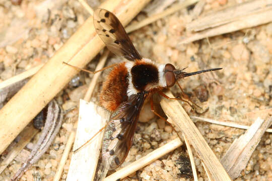 Image of Bombylius pygmaeus Fabricius 1781