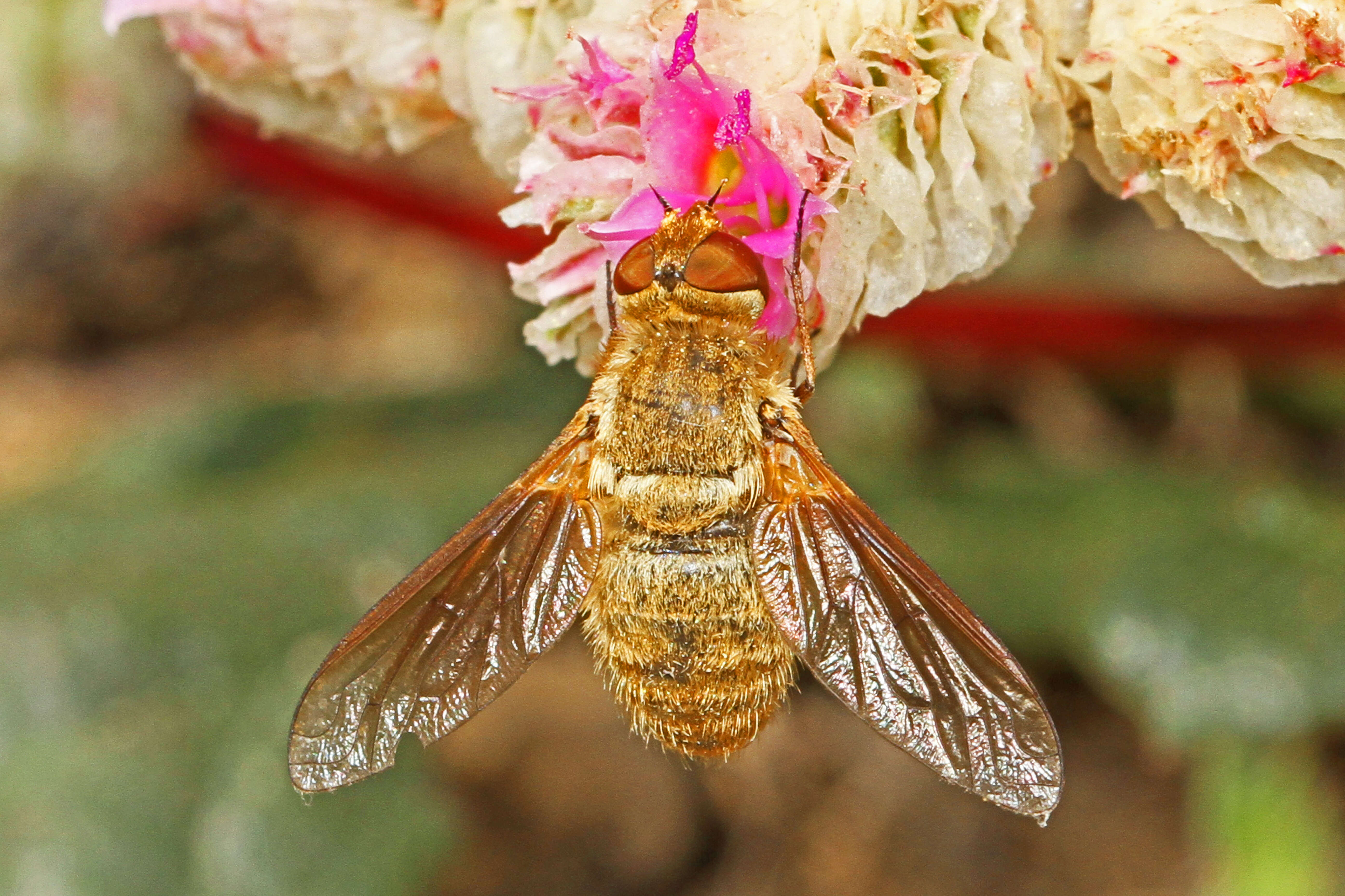 Image of Chrysanthrax