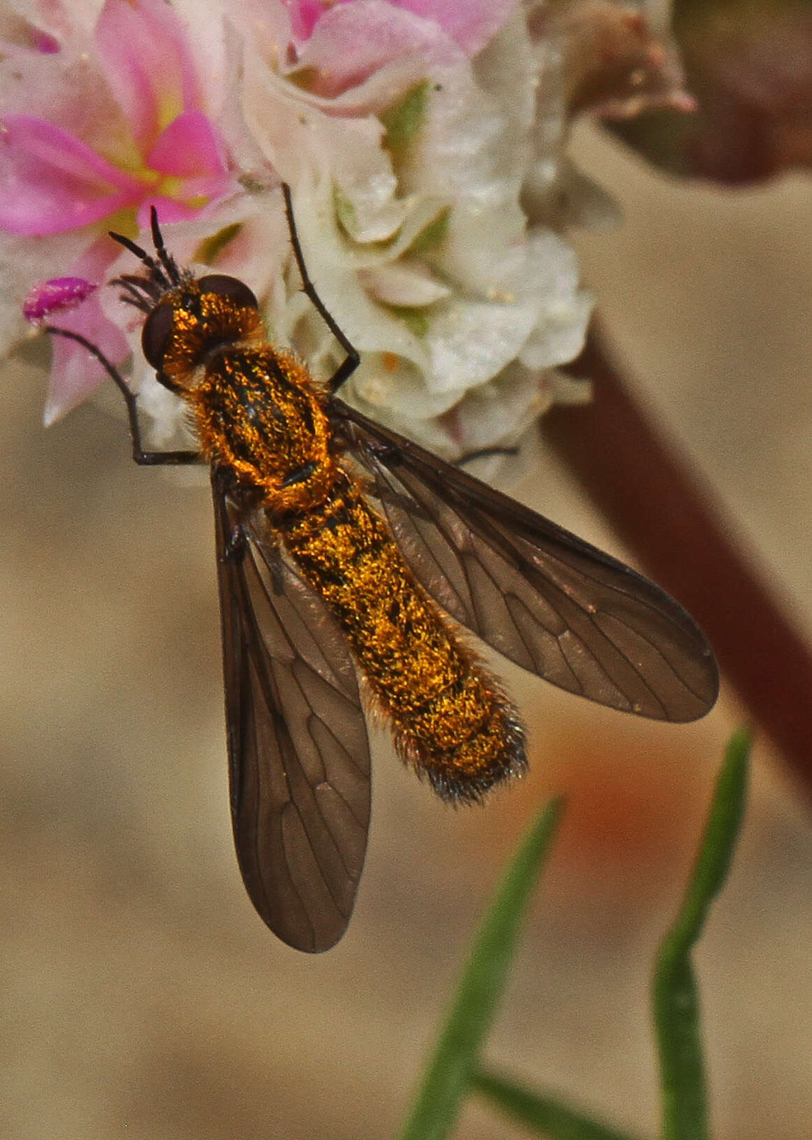 Image of Thevenetimyia luctifera (Osten Sacken 1877)