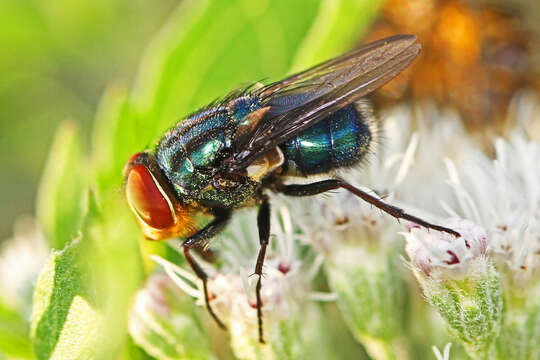 Cochliomyia macellaria (Fabricius 1775)的圖片