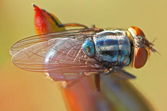 Cochliomyia macellaria (Fabricius 1775)的圖片