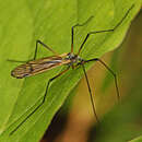 Image of <i>Limnophila rufibasis</i>