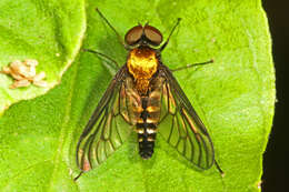 Image of Golden-backed Snipe Fly