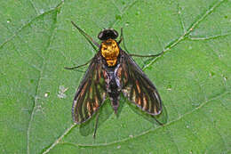 Image of Golden-backed Snipe Fly