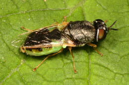 Image of Odontomyia virgo group