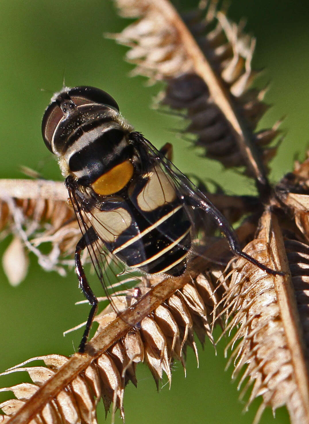 Image of Palpada albifrons (Wiedemann 1830)