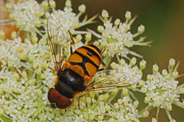 Imagem de Eristalis transversa Wiedemann 1830