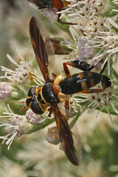 Image of Trichopoda plumipes (Fabricius 1805)