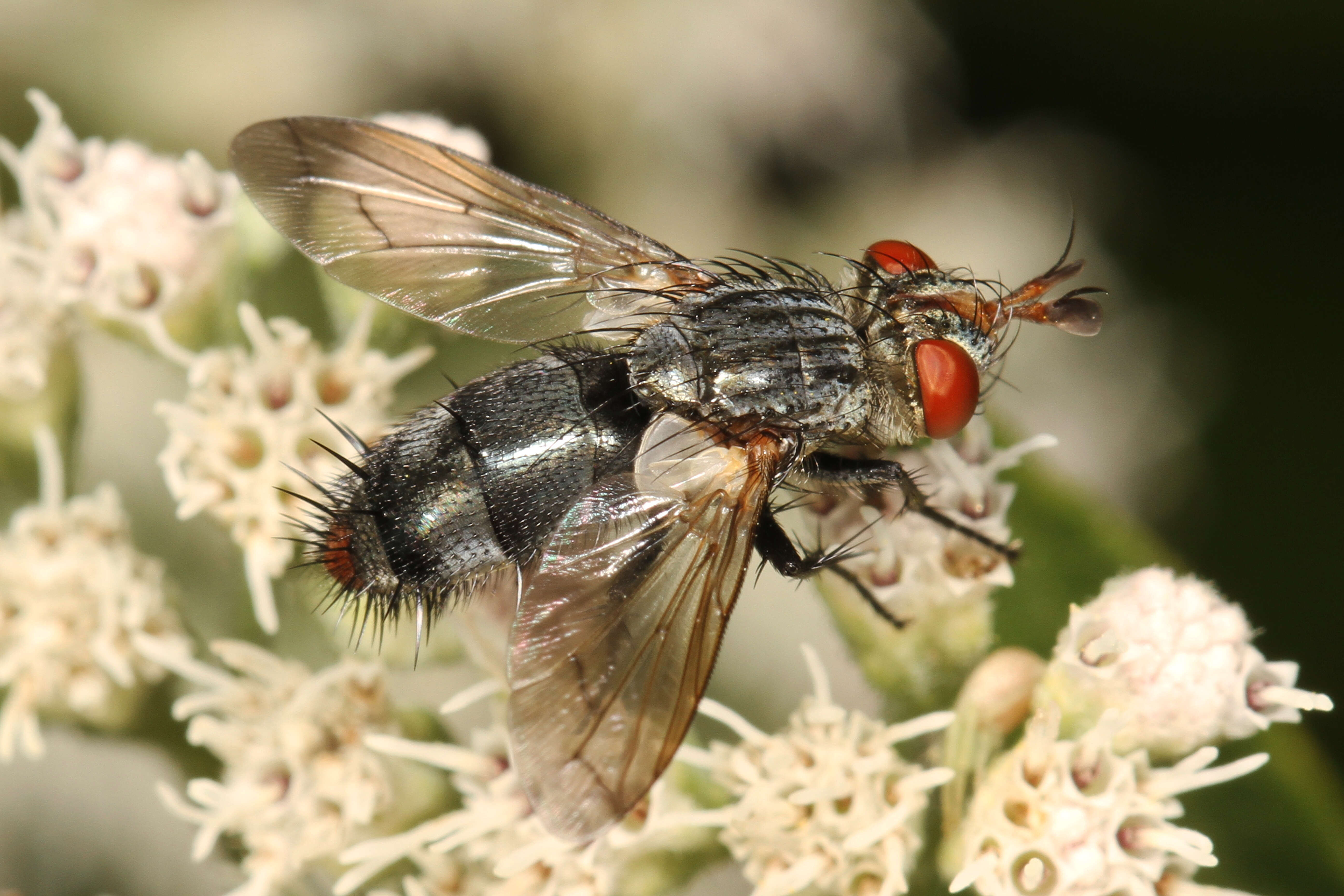 Plancia ëd Copecrypta ruficauda (Wulp 1867)