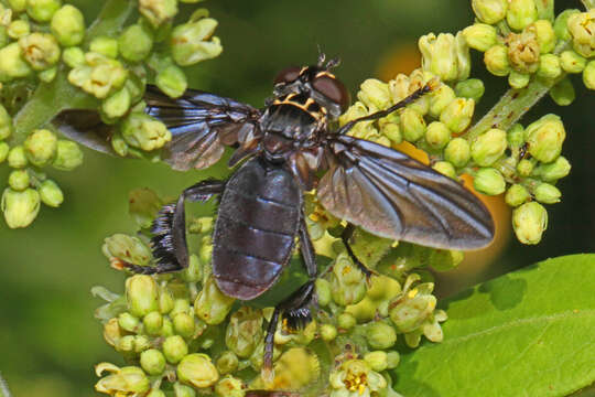 Image of Trichopoda lanipes (Fabricius 1805)