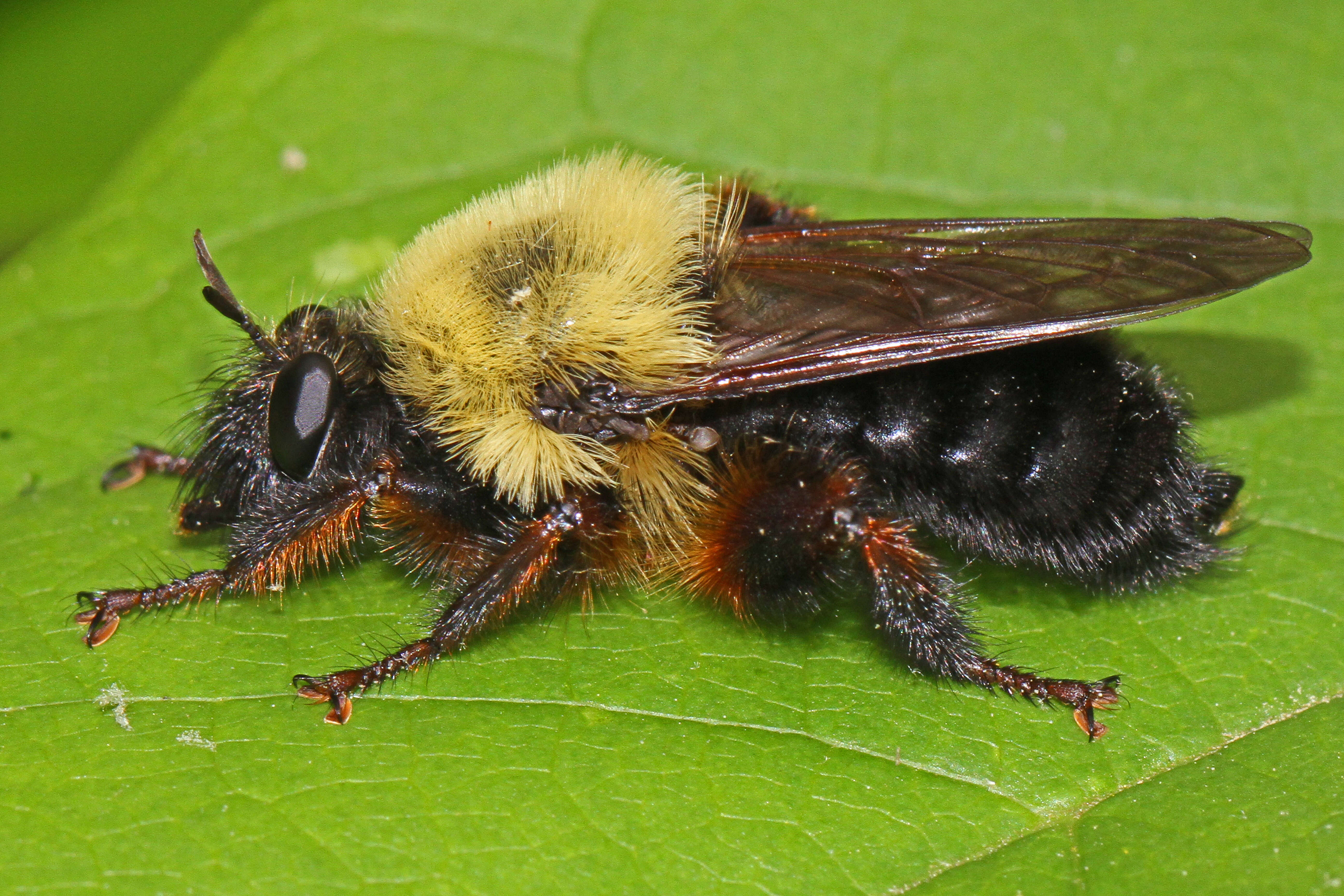 Image of Laphria thoracica Fabricius 1805