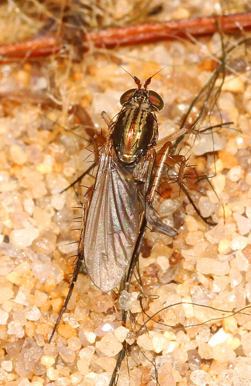 Image of Dolichopus reflectus Aldrich 1893