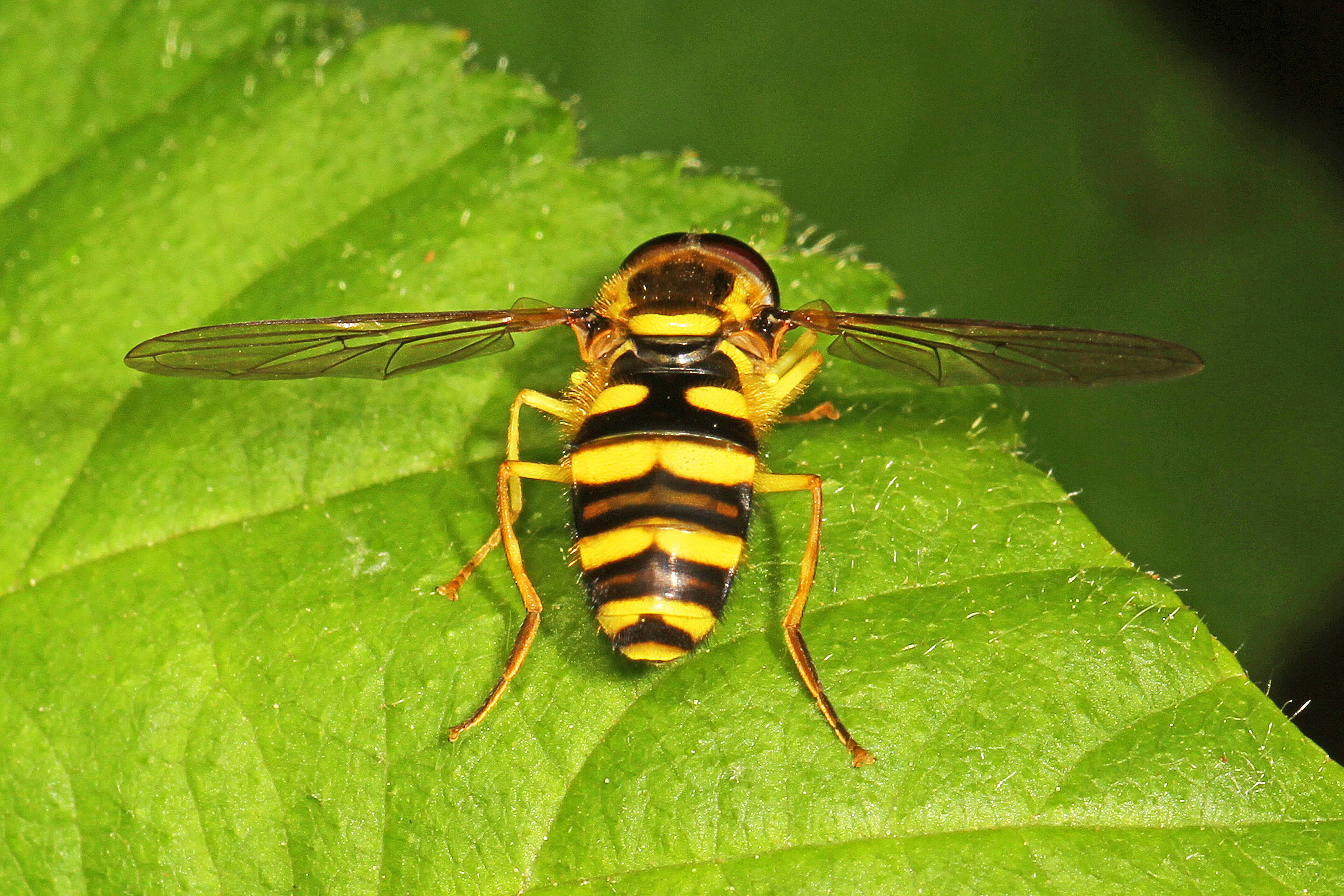 Xanthogramma flavipes (Loew 1863) resmi