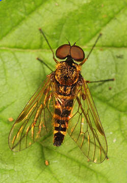 Image of Chrysopilus fasciatus (Say 1823)