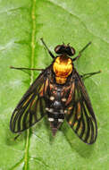 Image of Golden-backed Snipe Fly