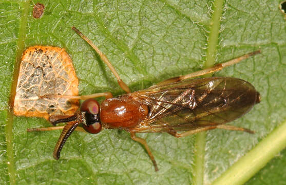 Image of Rachicerus fulvicollis Walker 1854