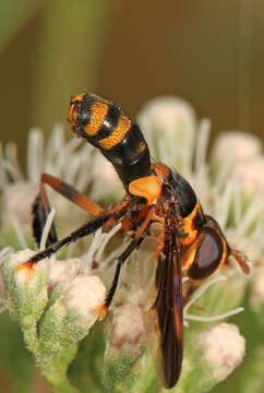 Image of Trichopoda plumipes (Fabricius 1805)