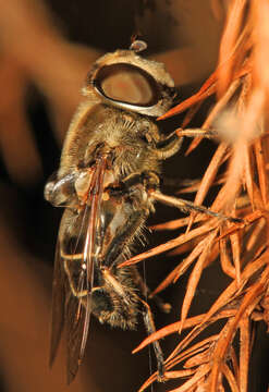 Image of Eristalis dimidiata Wiedemann 1830