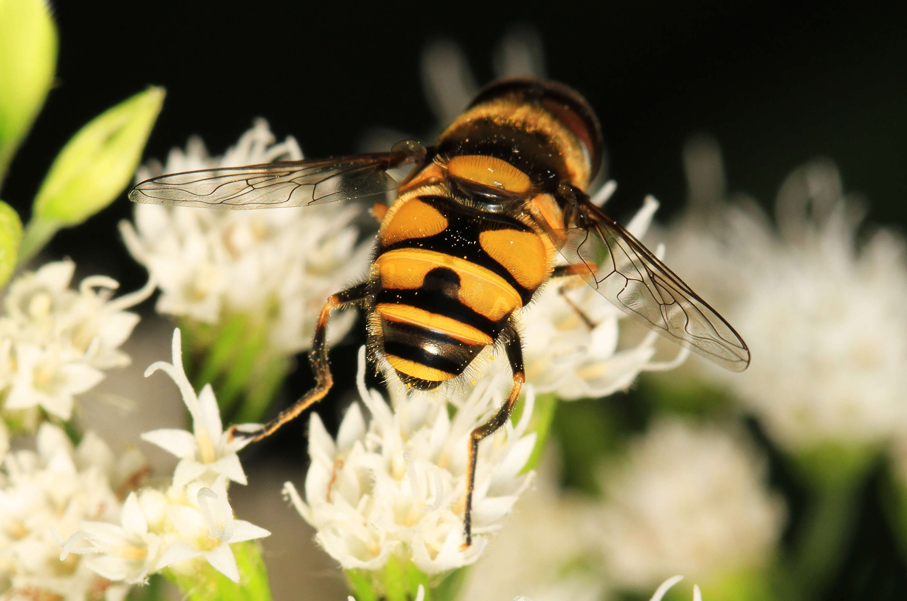 Imagem de Eristalis transversa Wiedemann 1830