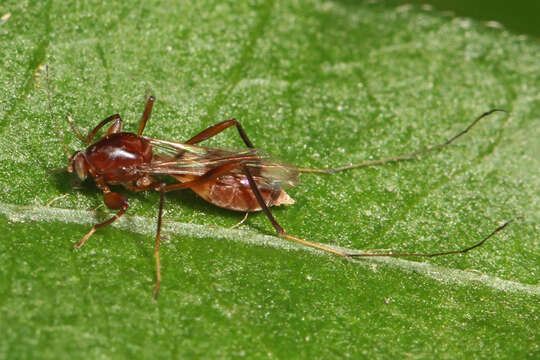 Image of Heteromyia