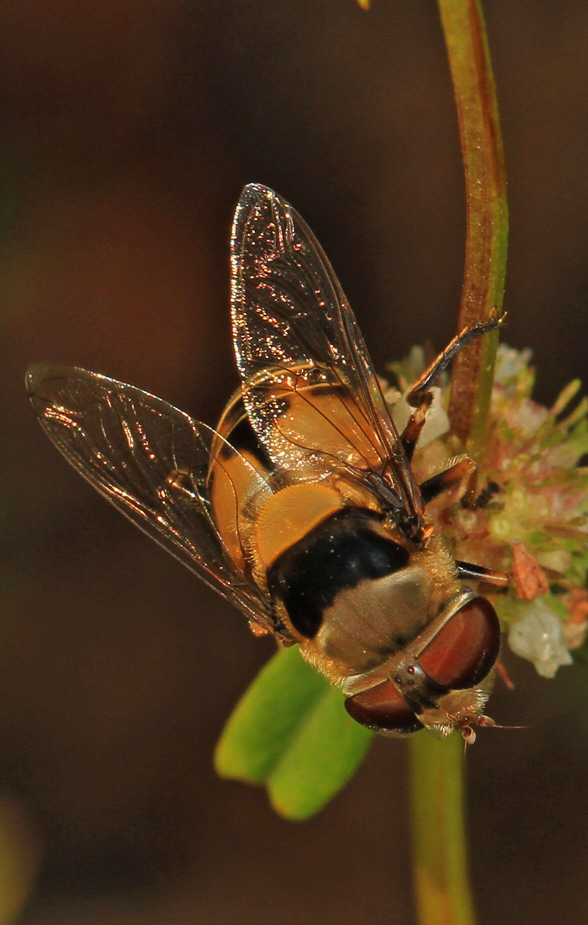 Image of Palpada vinetorum (Fabricius 1799)