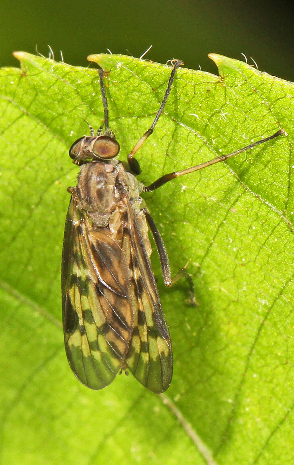 Image of Lesser Variegated Snipe Fly