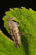 Image of Lesser Variegated Snipe Fly