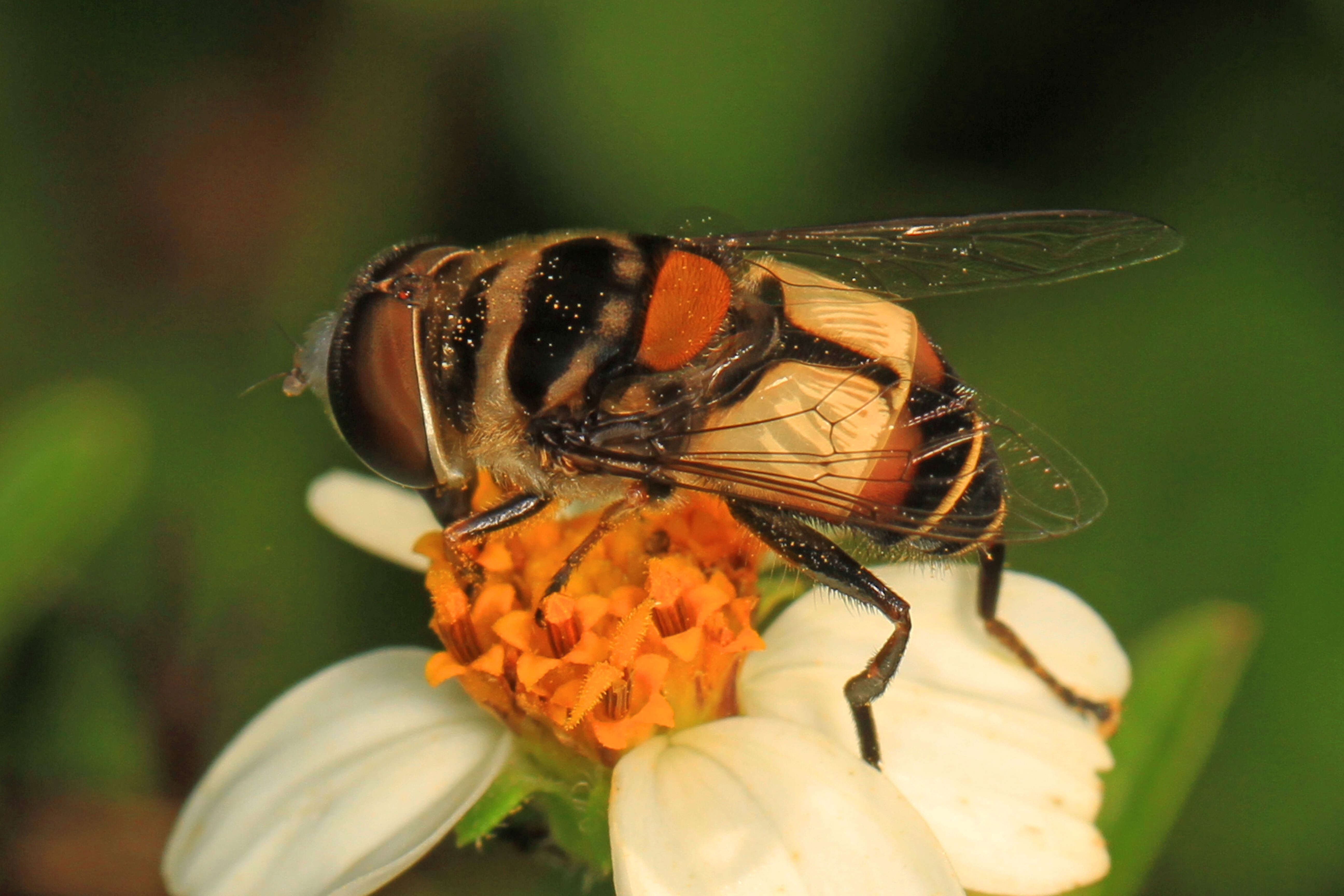 Image of Palpada albifrons (Wiedemann 1830)