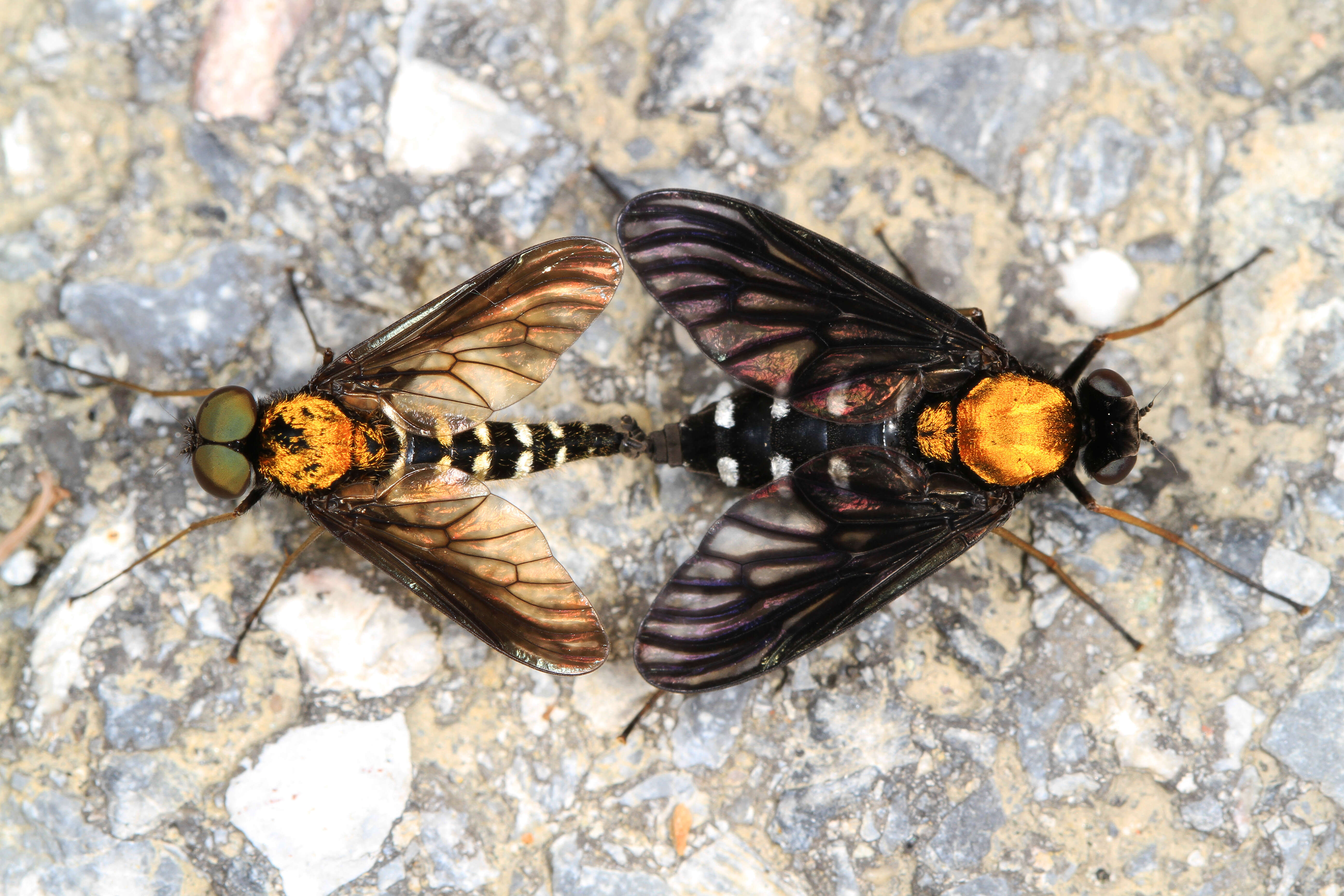 Image of Golden-backed Snipe Fly