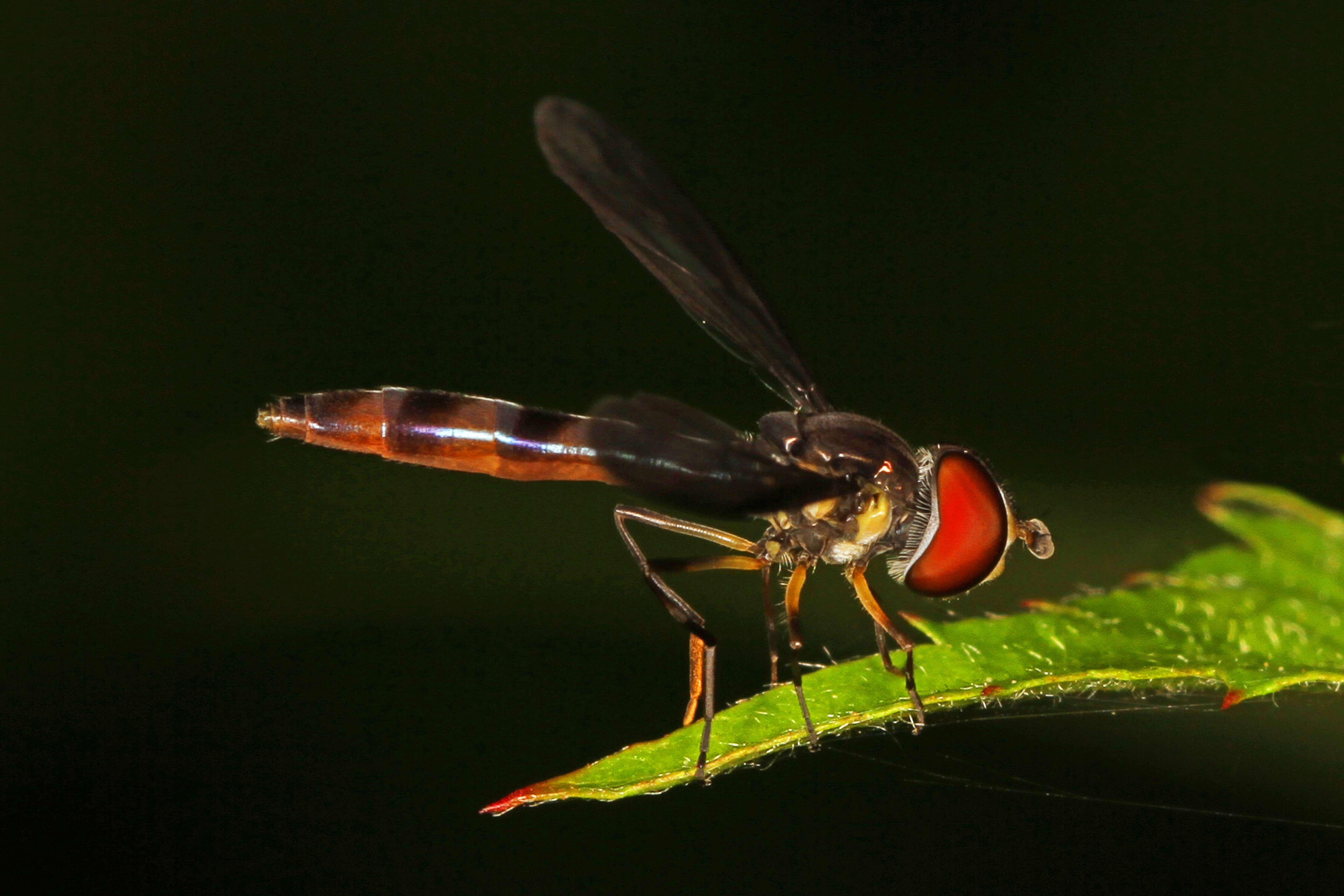 صورة Ocyptamus fuscipennis (Say 1823)