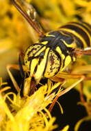 Image of Eastern Hornet Fly