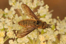 Image of Thevenetimyia luctifera (Osten Sacken 1877)