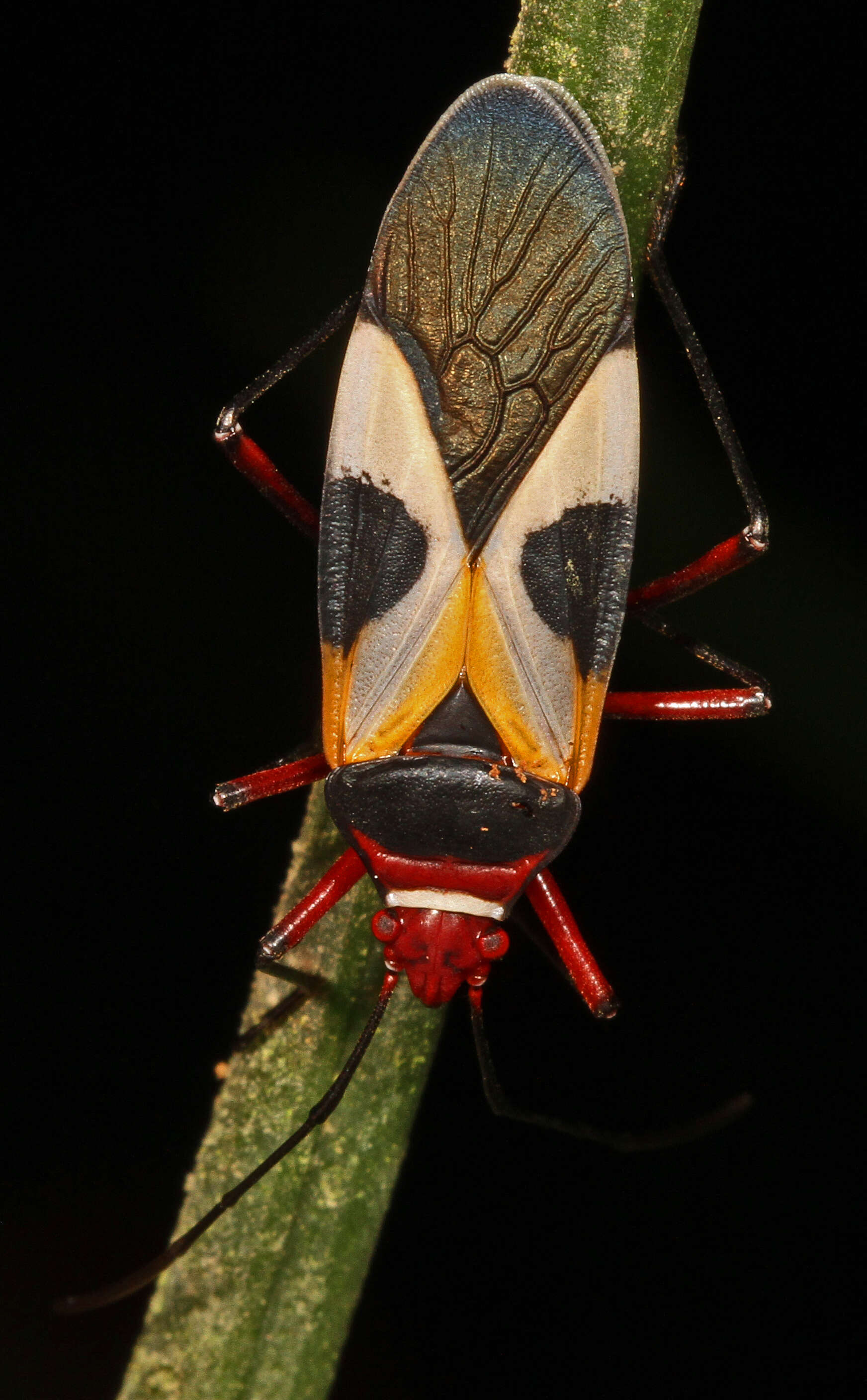 Image of Pale Red Bug