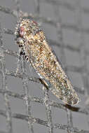 Image of Bespeckled Leafhopper