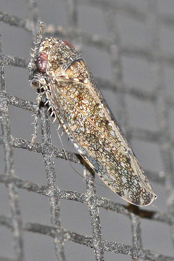 Image of Bespeckled Leafhopper