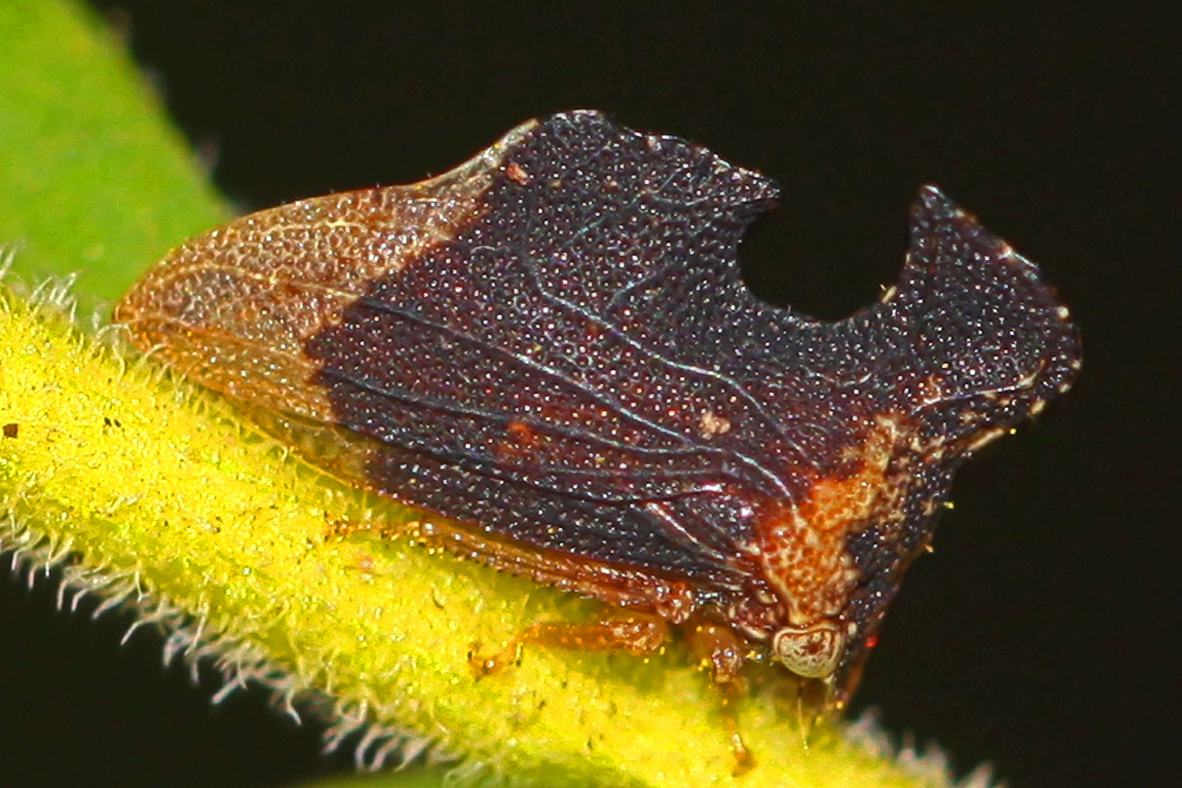Image of Entylia carinata Forster