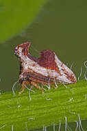 Image of Entylia carinata Forster