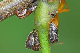 Image of Black Locust Treehopper