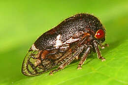 Image of Black Locust Treehopper