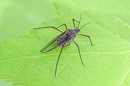 Image of Giant Bark Aphid